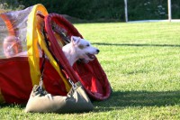 /album/agility/kierka-2-jpg/